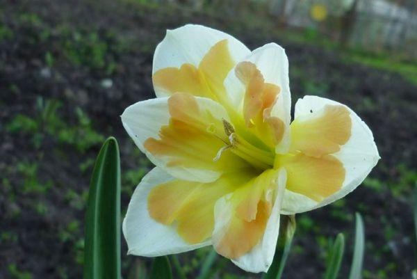 flower in the field