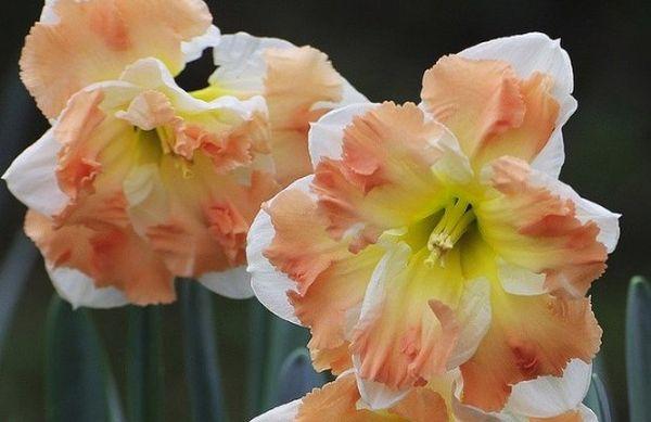 daffodils in the garden