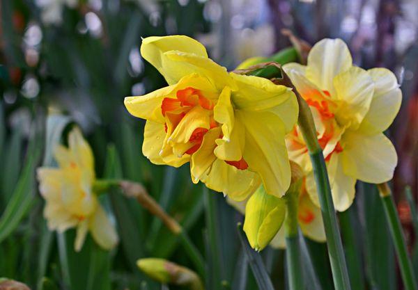 narcis kvety
