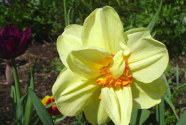 kvet narcis