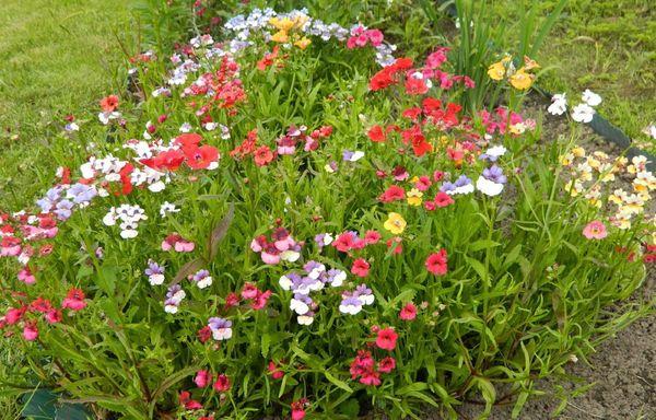 chov nemesia