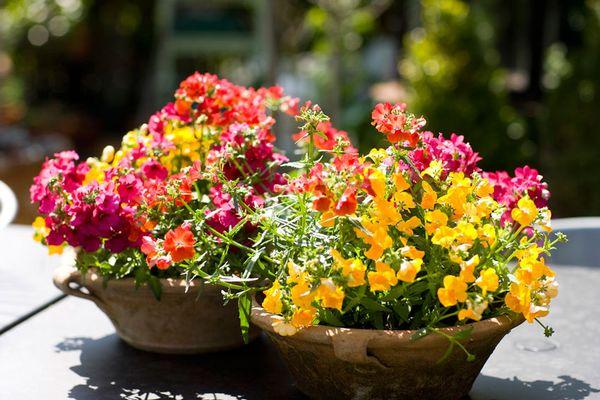 kvitnúce nemesia