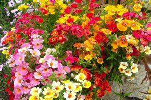 Funktioner av växande nemesia från frön, plantering och vård i det öppna fältet