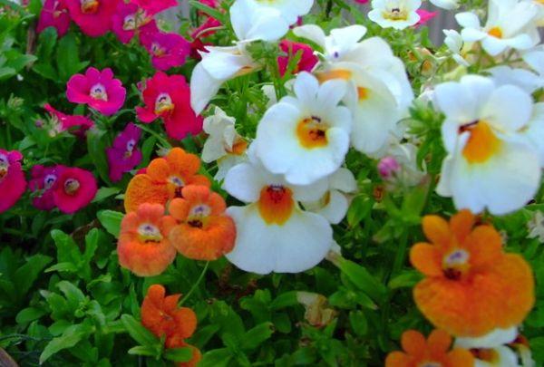 Goiterská nemesia