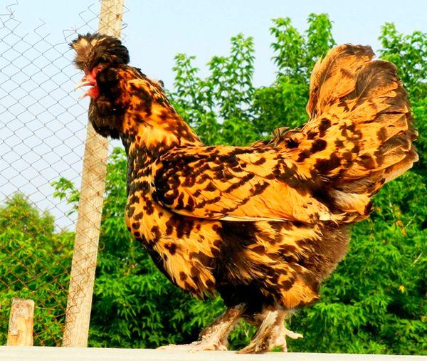 chicken on the fence