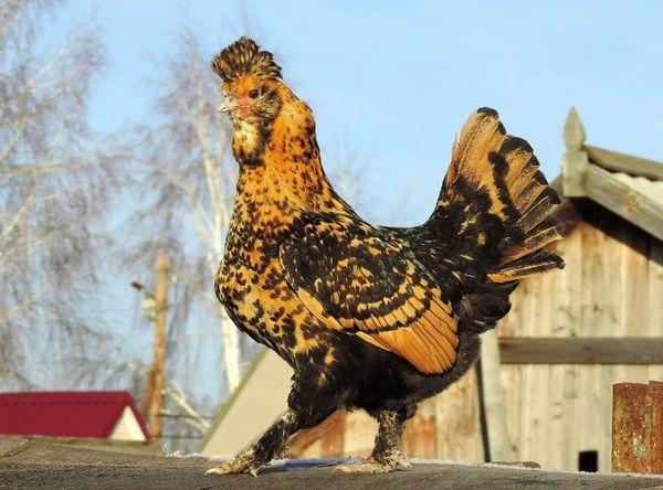 Pavlovsk chickens