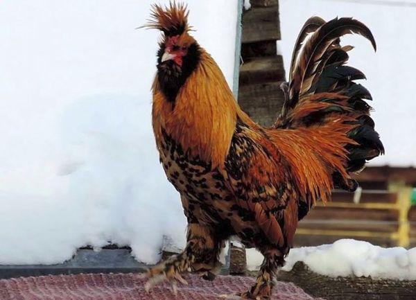 Pavlovsky rooster