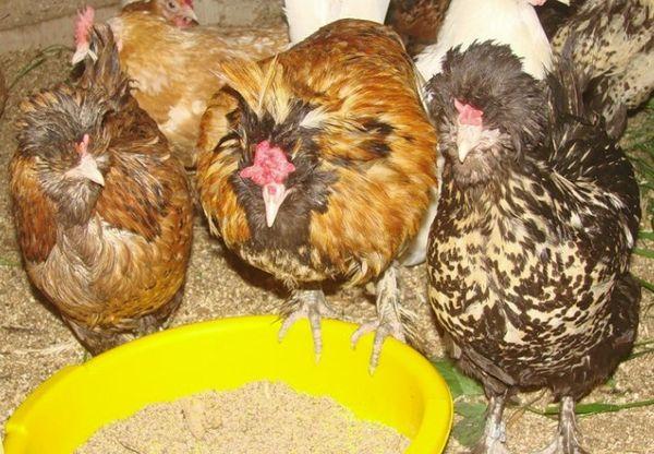 chicken nutrition