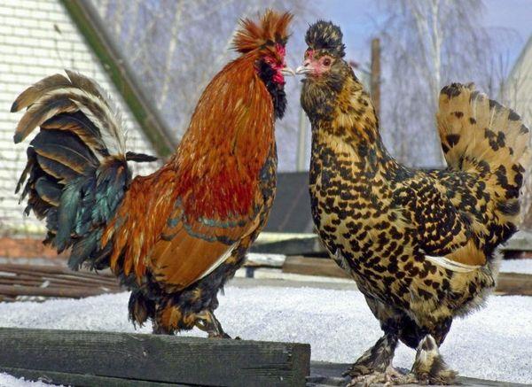 two cocks