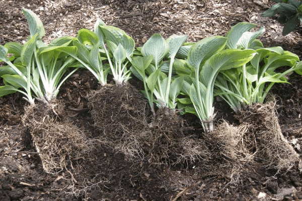 plant lies