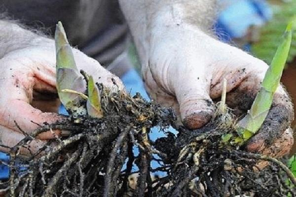 roots in hands