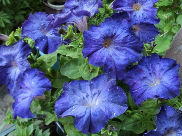 Blue morne