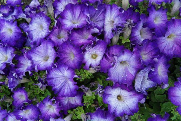 petunias Sophistika