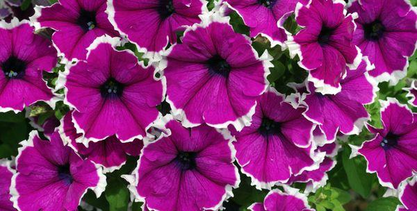 petunias blossomed