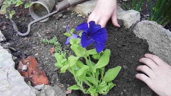 planting petunias