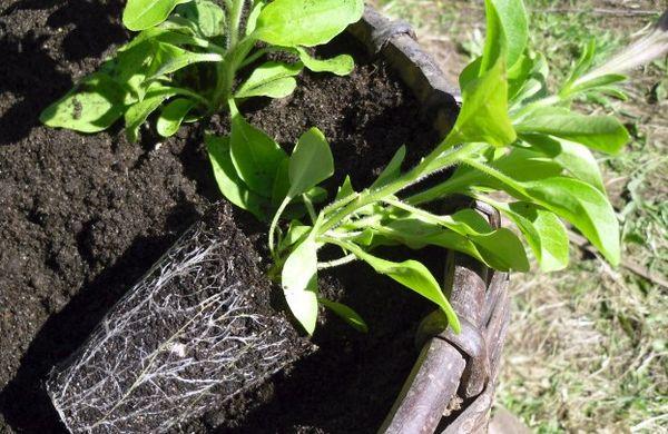 planting petunias
