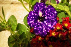 Description et caractéristiques des variétés de pétunia Ciel étoilé, les subtilités de la culture
