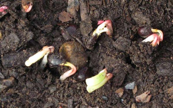 Seed peonies
