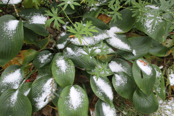 snow on the leaves
