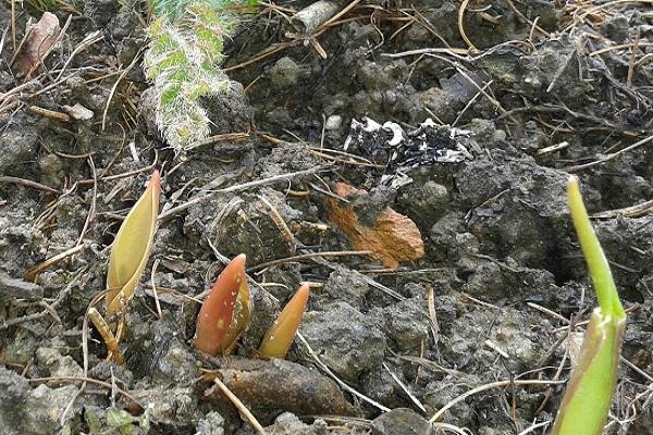 first shoots