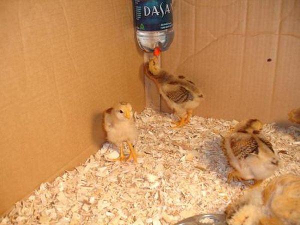 buveur de poussin