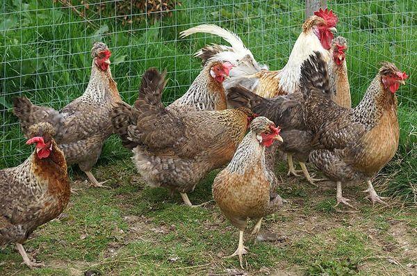 chickens Legbar