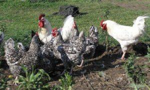Characteristics and description of the Pushkinskaya chicken breed, maintenance rules