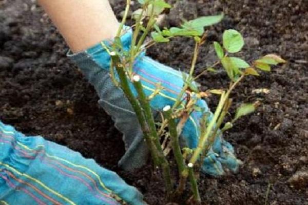 planting process