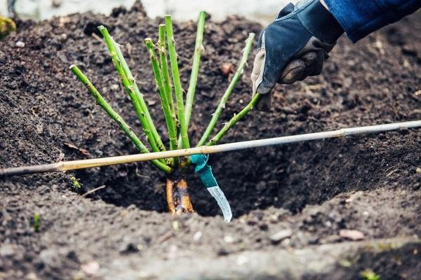 plant a flower
