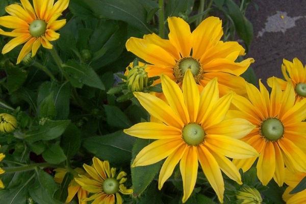 Sonnenblume