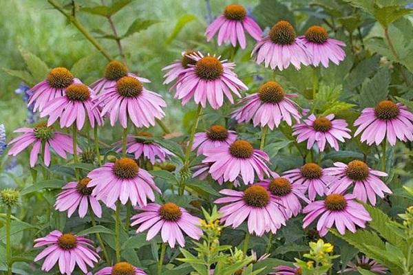 Echinacea im Garten