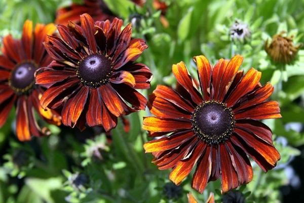 Rudbeckia haarig