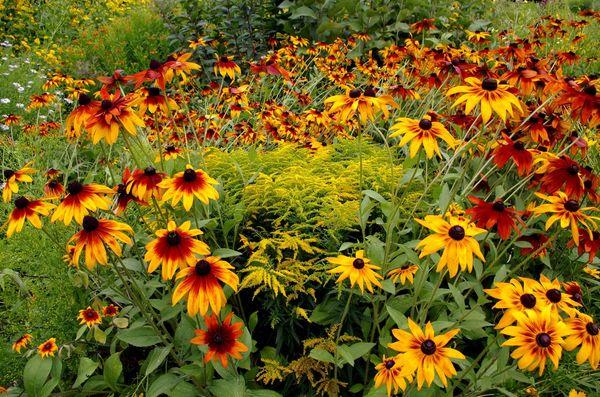 Blumen im Garten