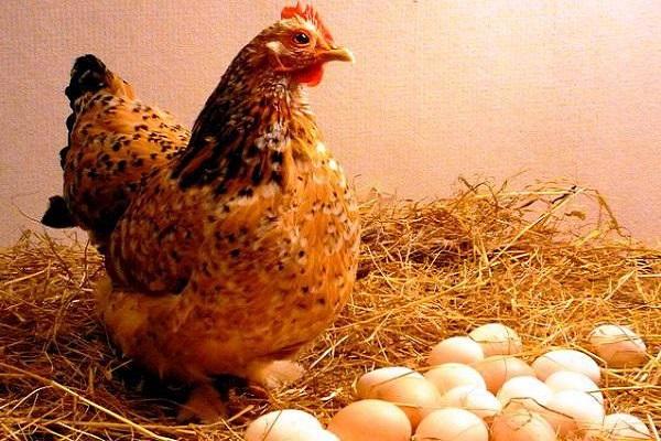 chickens rush