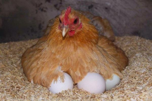 hen hen