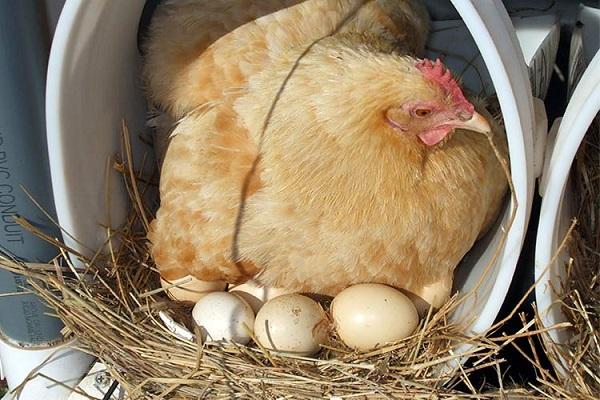 hen bird