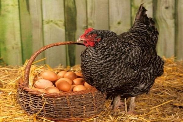 basket of eggs