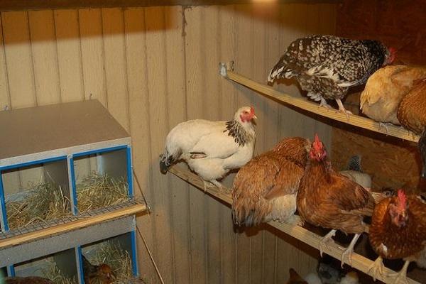 chicken coop