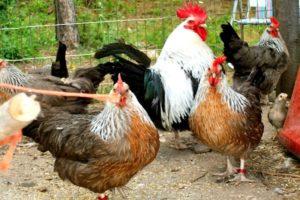 Gà sống ở nhà bao nhiêu năm và điều gì ảnh hưởng đến giai đoạn này
