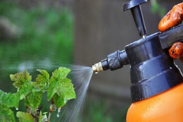 insect treatment