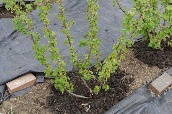 planting a plant