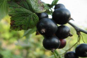 Description de la variété de cassis Riddle, caractéristiques de la plantation et des soins