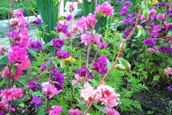 flower Fantasy