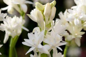 Planting and caring for tuberose in the open field, rules for growing and storage