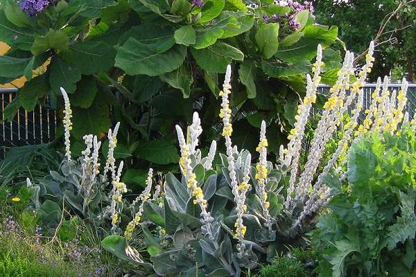 silk-bore verbascum