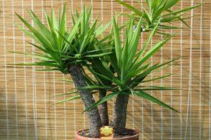 Merkmale der Pflege von Raum Yucca zu Hause, Fortpflanzung und Transplantation