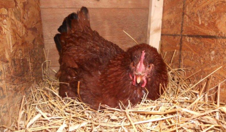 klekking av egg