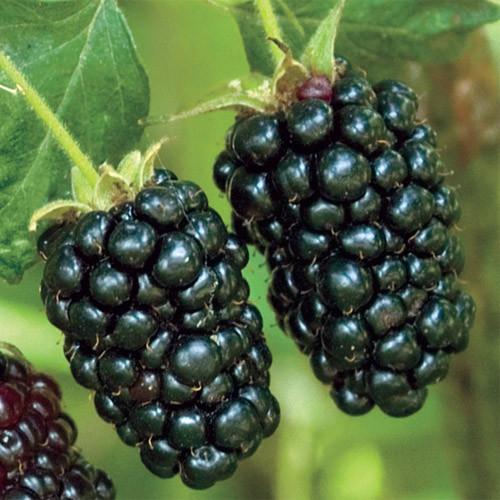 reife Brombeere