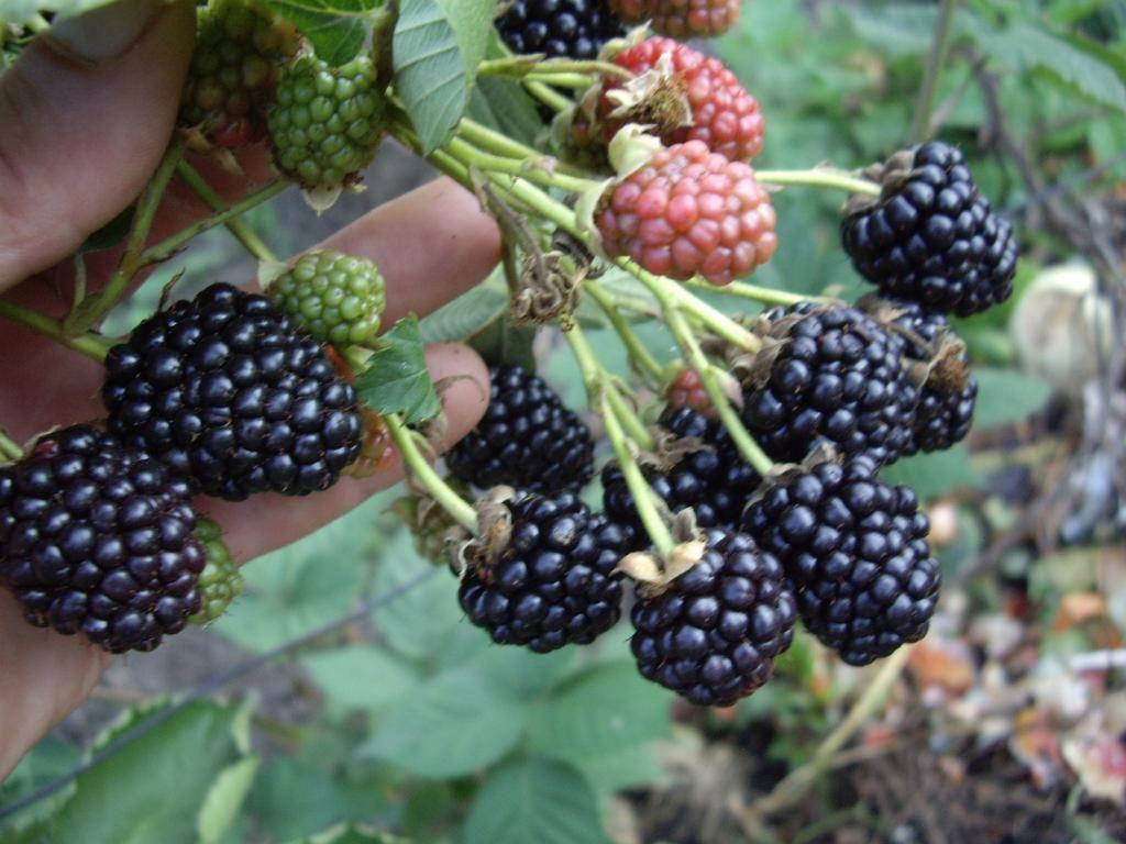reife Brombeere