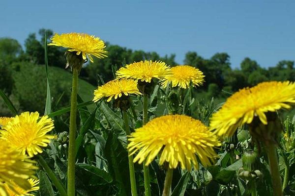 blomster mælkebøtte